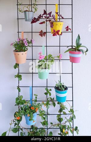 A wire mesh with hanging decorative colorful flower pots with a variation of beautiful potted flowers. Stock Photo