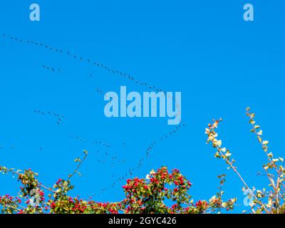 Skeins of geese in formation in a blue sky Stock Photo