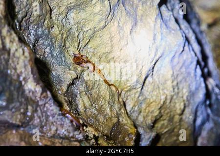 Orange and black-spotted salamanders on cave wall Stock Photo