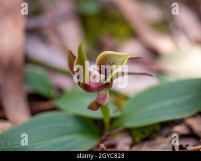 Common Bird Orchid, Victoria, Australia Stock Photo