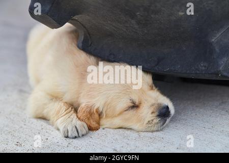 Cute golden retriever puppy sleeping under car tire on cement Stock Photo