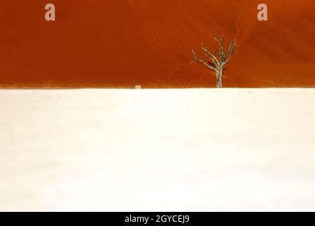 A lone dead tree, Deadvlei, Namibia Stock Photo