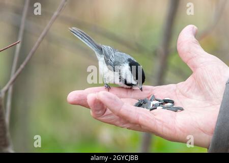 Black-capped chickadee (Parus atricapillus) eating out of person's hand, E USA by Dominique Braud/Dembinsky Photo Assoc Stock Photo