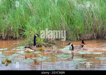 Canada geese (Branta canadensis) family harassed by Red-winged blackbird (Agelaius phoeniceus), Spring, E USA, by Dominique Braud/Dembinsky Photo Asso Stock Photo