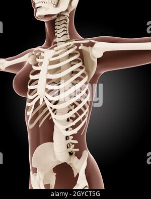 3D render di una femmina di scheletro medica con le spalle evidenziato che  indica il dolore in quella zona Foto stock - Alamy