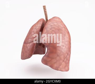 3D Render of Healthy Human Lungs Stock Photo