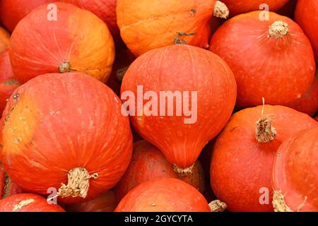 Pile of many red Kuri Hokkaido squashes Stock Photo - Alamy