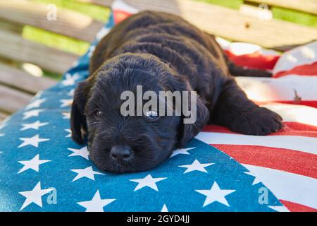Adorable dark golden retriever resting on american flag pillow Stock Photo