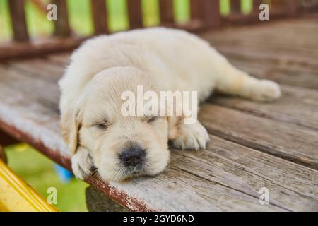 White golden retriever puppy sleeping on playground wood deck outside Stock Photo