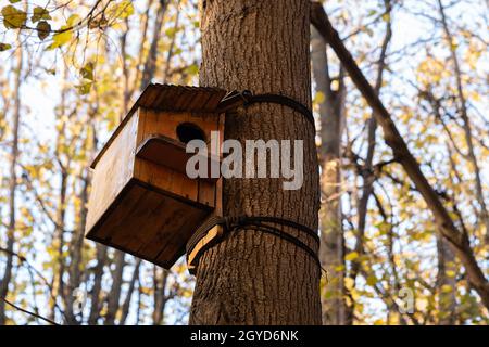 Wooden bird feeder on tree in autumn Park or garden Stock Photo
