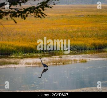 Great Blue Heron standing in shallow water in Yellowstone National Park Stock Photo