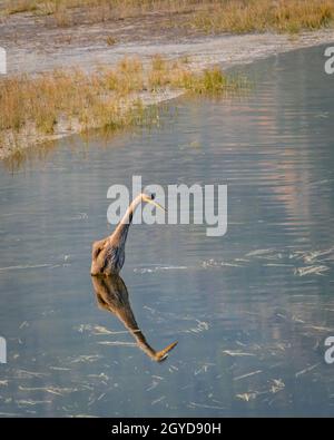 Great Blue Heron standing in shallow water in Yellowstone National Park Stock Photo