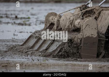 Close-up tractor cultivates and cuts furrows in the field. Tractor work in the black soil field in the village Stock Photo