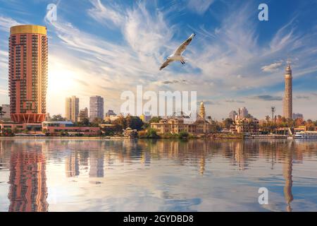 Seagull flies by Cairo downtown, TV Tower and fashionable hotels in the harbour of the Nile, Egypt. Stock Photo