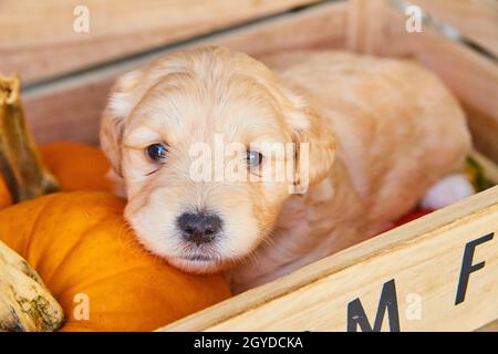 Adorable golden retriever puppy in wood box with fall pumpkins Stock Photo