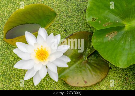 White Water Lily (Nymphaea odorata), blooming in freshwater pond, E USA, by Dominique Braud/Dembinsky Photo Assoc Stock Photo