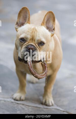 5-Year-Old Red Tan Male Frenchie With Chewy Ring Treat Stock Photo