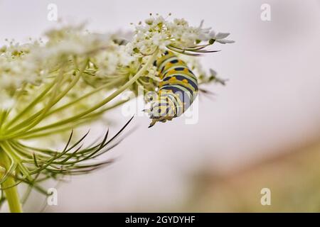 Caterpillar hanging off of white flower with yellow and black spots Stock Photo