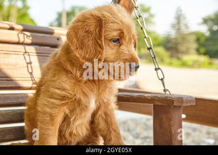 Labradoodle puppy sitting on swinging bench Stock Photo