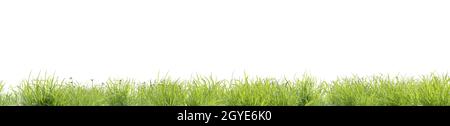 Photorealistic grass hill on a white background, 3d rendering Stock Photo