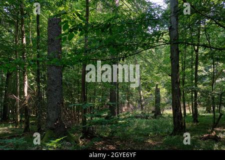 Summertime deciduous forest with broken dead spruce trees after bark beetle outbreak, Bialowieza Forest,Poland,Europe Stock Photo