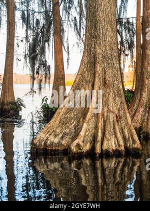 Buttress of swamp cypress tree in southern florida Stock Photo