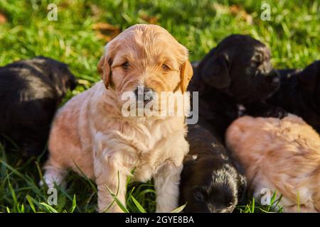 Litter of black and white golden retriever puppies in grass Stock Photo