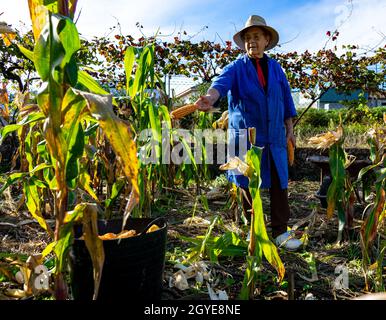 woman picking corn cobs in a basket Stock Photo