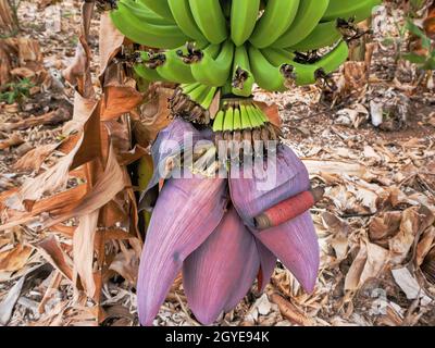 A Canarian Babanenstaude in its three different levels of vegetation. Above are the ripening green bananas, soon ready for harvest. Underneath are the Stock Photo