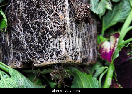 The square pot shape of roots in a rootbound plant. Stock Photo