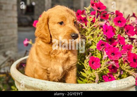 Labradoodle puppy sitting in pot with purple flowers Stock Photo