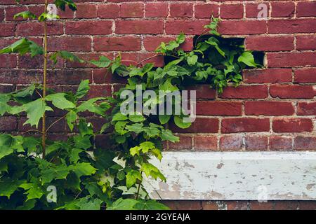 Green vines growing into gap on brick wall with white wood panels Stock Photo