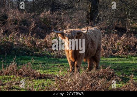 A Highland Cow in the Kent Countryside, UK Stock Photo