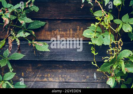 Close up of old dark wood panels with green vines Stock Photo