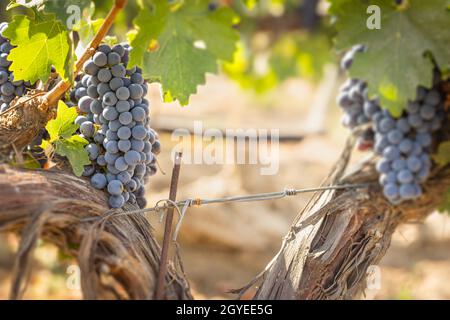 Beautiful Lush Wine Grape Bushels In The Vineyard Stock Photo