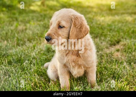 Cute Labradoodle puppy sitting in grass Stock Photo