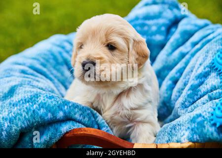 Cute white golden retriever puppy resting in blue blanket Stock Photo