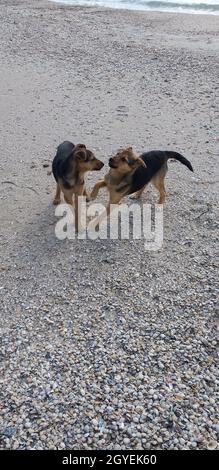 two young dogs playing on a sandy beach Stock Photo