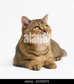 adult gray Scottish straight chinchilla cat lies on a white background, the animal looks Stock Photo