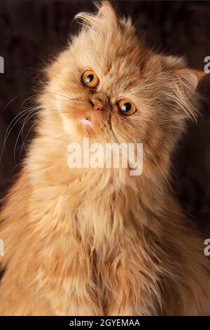 surprised Persian cat on a dark background Stock Photo