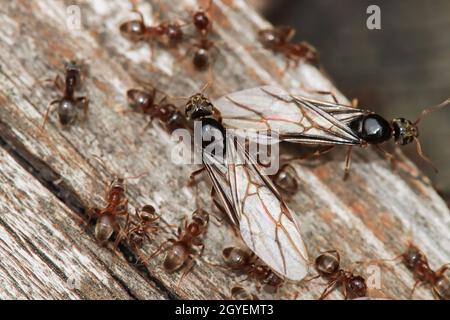 Macro of the Colorado Field Ant queens emerging and resting on wood. Stock Photo
