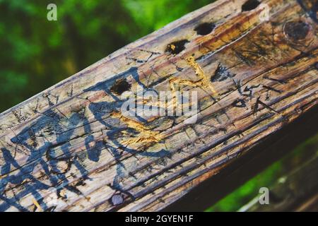 Texture of wood railing covered in carvings Stock Photo