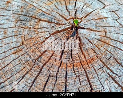 Small leaf of felled tree. Leaf growing in place of sawn tree. Ecological concept. Deforestation. growing young plants. Save planet. Cracks in wooden Stock Photo
