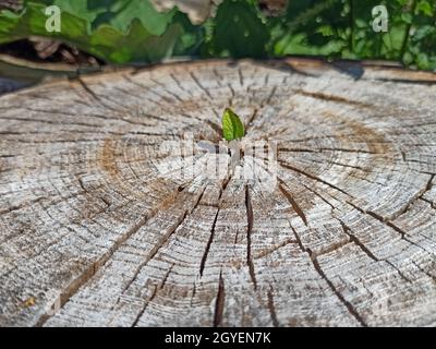 Small leaf of felled tree. Leaf growing in place of sawn tree. Ecological problems. Ecological concept. Rescue of forests. Deforestation. growing youn Stock Photo