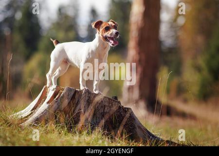 Small Jack Russell terrier dog standing on tree stump looking to side, mouth open tongue out, sun shines over her and blurred forest trees background. Stock Photo