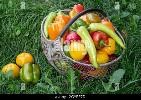Large ripe fruits of Bulgarian pepper of different varieties are lying in a basket on the grass in the garden. Stock Photo