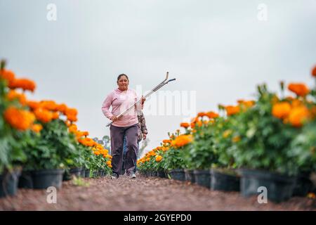 Mexico City, Mexico City, Mexico. 7th Oct, 2021. Producers from the town of San Gregorio Atlapulco prepare the cempasuchil flower that will decorate the altars and pantheons the next day of the dead which is celebrated on November 1 and 2 Credit: Luis Licona/ZUMA Wire/17�Թ����� Live News Stock Photo