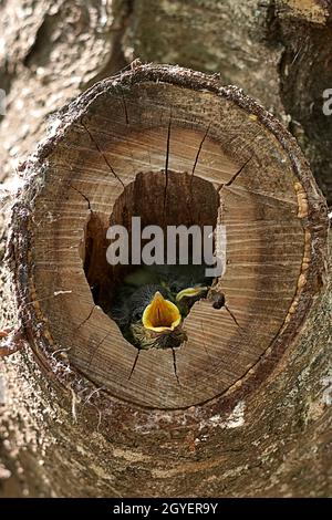 Two small birds in a nest inside a tree. Wood, close-up, detail and macro photography, blurred background. Hatchling begging for food Stock Photo