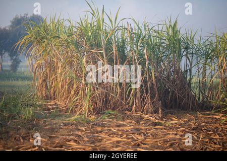 Sugarcane harvesting season, Sugarcane crop is ready to harvest. Stock Photo