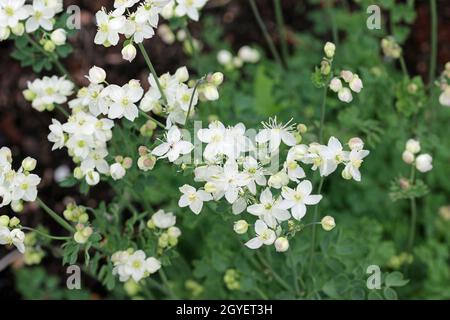 Tuberous rooted meadow rue, Thalictrum tuberosum, white flowers with a blurred background of leaves and flowers. Stock Photo